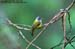 Grey-headed Flycatcher