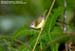 Yellow-bellied Warbler