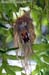Silver-breasted Broadbill