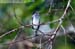 Silver-breasted Broadbill