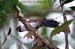 Chestnut-backed Scimitar Babbler