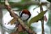 Chestnut-backed Scimitar Babbler