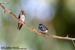 Pacific Swallows
