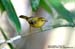 Golden Babbler