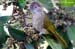Mountain Bulbul