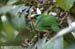 Black-browed Barbet