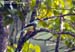 Green Magpie