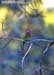 Red-bearded Beeeater
