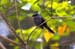White-throated Fantail