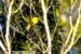 Black-crested Bulbul