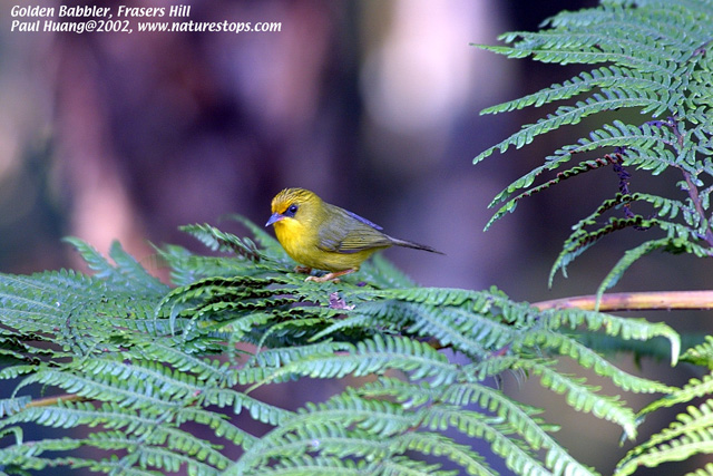 Golden Babbler