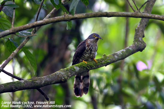Large Hawk-cuckoo