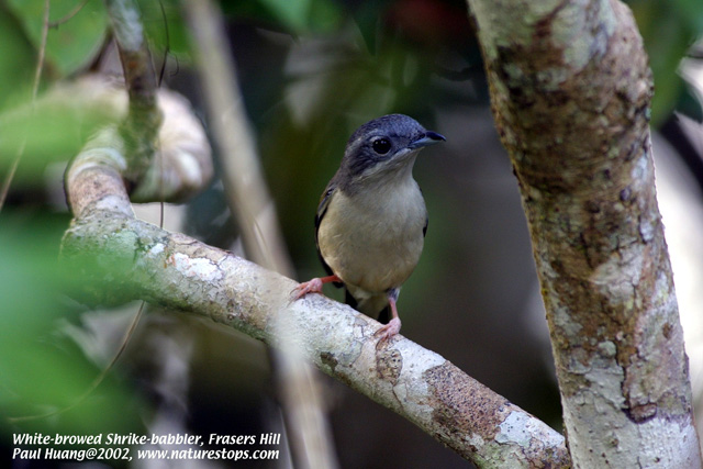White-browed Shrike-babbler