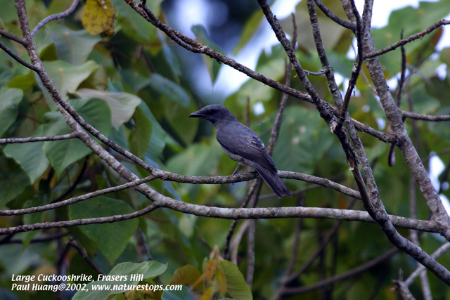 Large Cuckooshrike