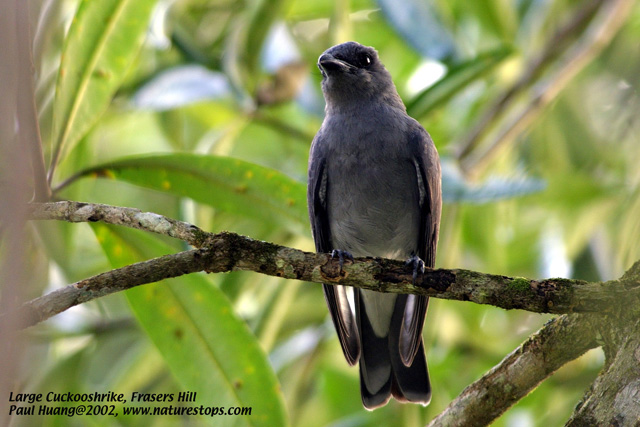 Large Cuckooshrike