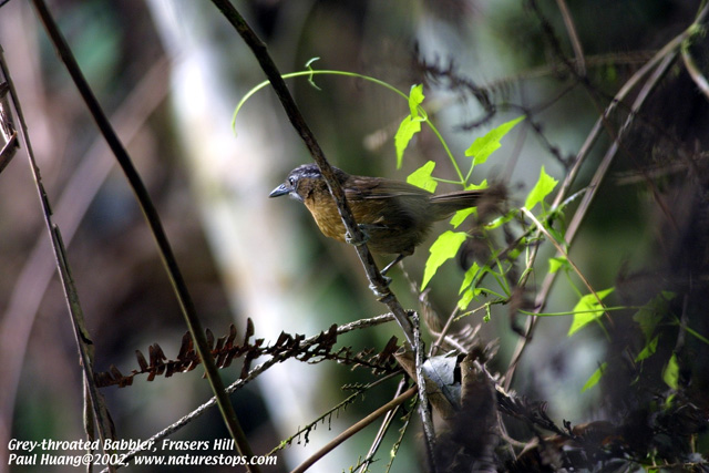 Grey-throated Babbler