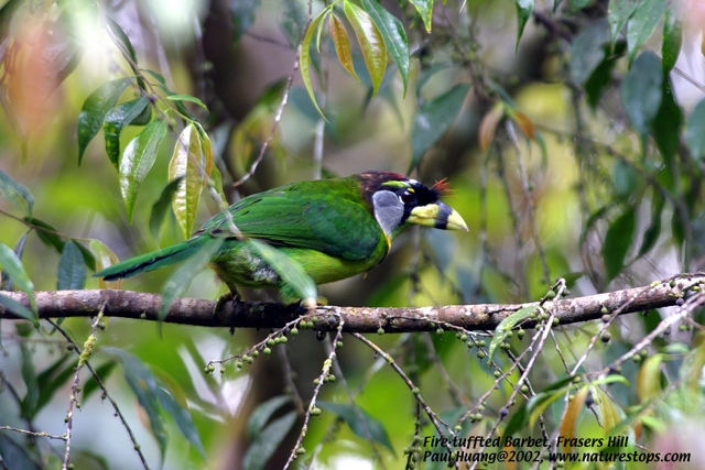 Fire-tufted Barbet