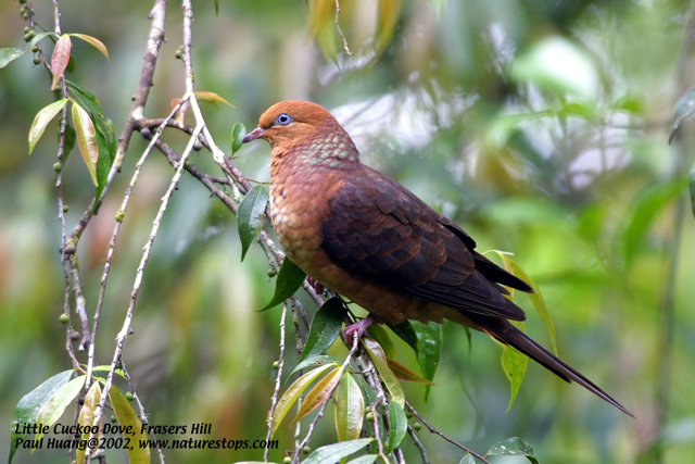 Little Cuckoo Dove