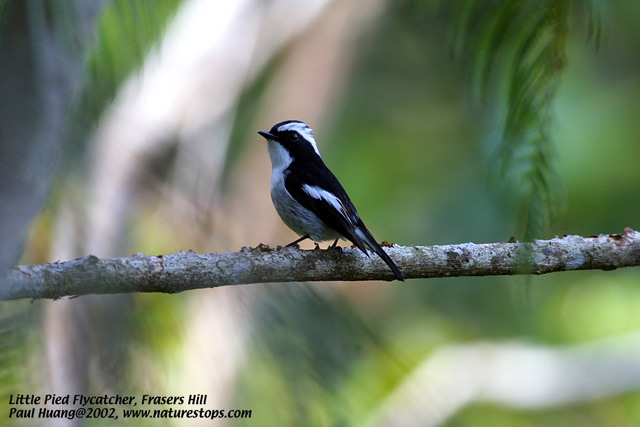 Little Pied Flycatcher