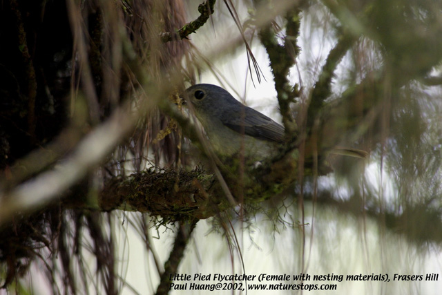 Little Pied Flycatcher
