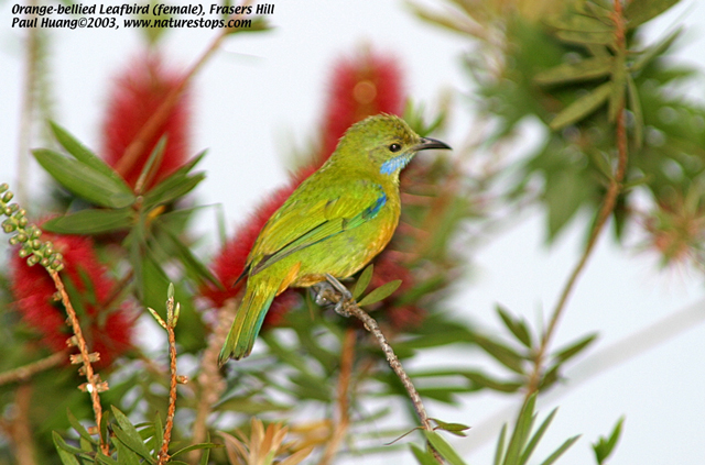 Orange-bellied Leafbird