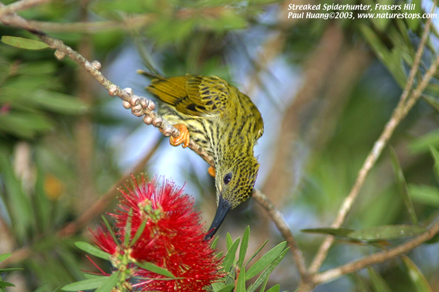 Streaked Spiderhunter
