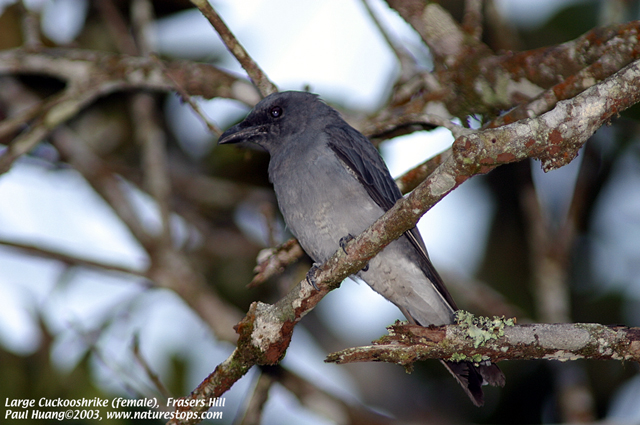 Large Cuckooshrike