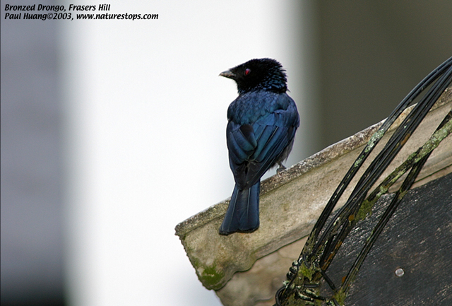 Lesser Racket-tailed Drongo