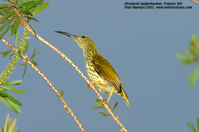 Streaked Spiderhunter