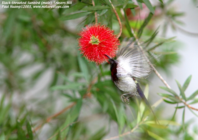 Black-throated Sunbird