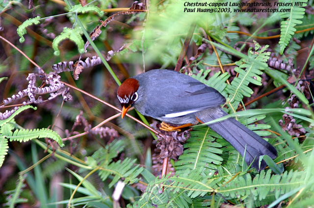 Chestnut-capped Laughingthrush