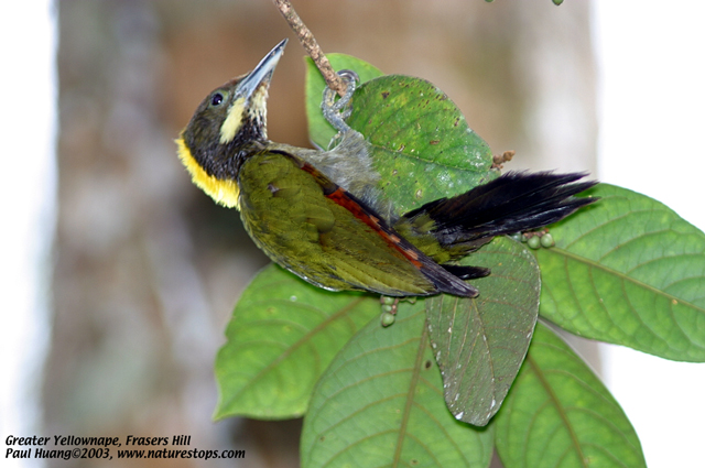 Greater Yellownape