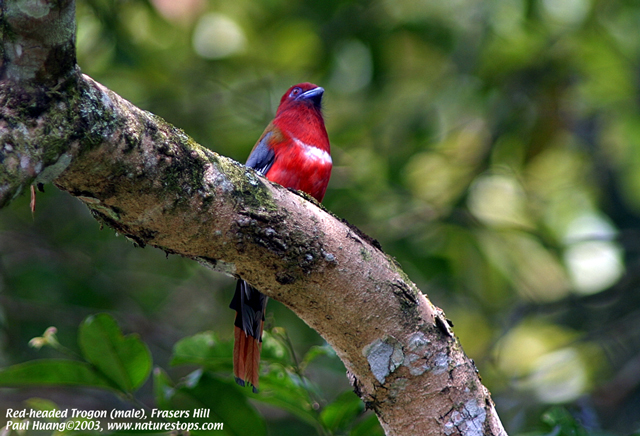 Red-headed Trogon