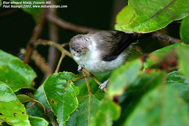 Blue-winged Minla