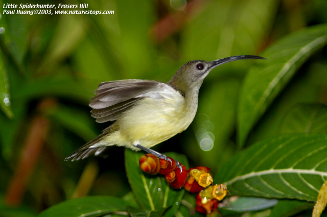 Little Spiderhunter