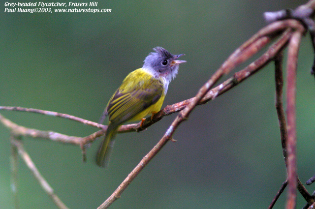 Grey-headed Flycatcher