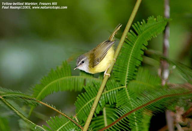 Yellow-bellied Warbler