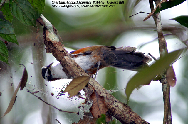 Chestnut-backed Scimitar Babbler