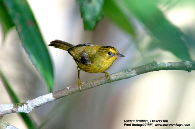 Golden Babbler