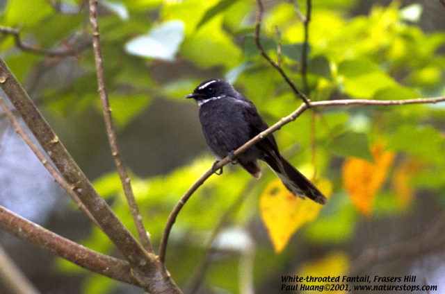 White-throated Fantail