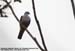 Mountain Imperial Pigeon