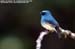 Indigo Flycatcher