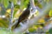 Ochraceous Bulbul