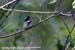 Mugimaki Flycatcher