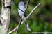 Ashy Drongo (Borneon Mountains)