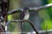 Grey-chested Jungle Flycatcher