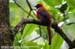 Whitehead\'s Trogon (endemic)