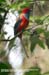Whitehead\'s Trogon (endemic)