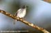 Little Pied Flycatcher