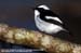 Little Pied Flycatcher